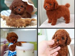 顺琦犬舍