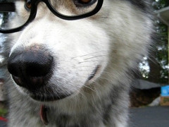如意犬业