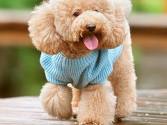 乌鲁木齐巴仙吉犬