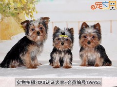 宠之恋犬舍（中山正规犬舍）