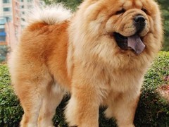 至尊犬舍