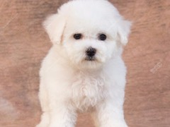 豆豆犬舍