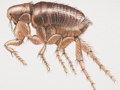 绵阳灭鼠公司