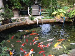 桂林锦鲤领养