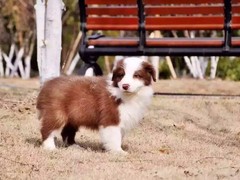 益帆边境犬舍