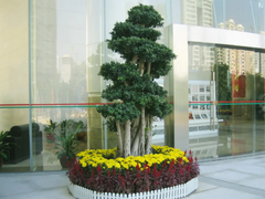 苏州绿植租摆