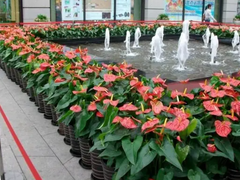 北京綠植花卉租賃租擺