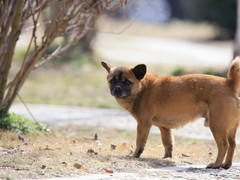 哈尔滨英国跳猎犬