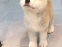 银川巴哥犬领养