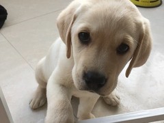 天津哈瓦那犬