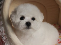 广东真顺犬业