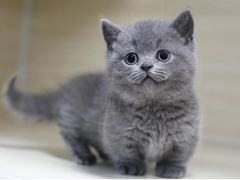 千禧猫舍