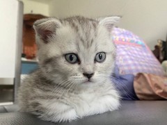 虹雨猫舍