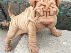 沁阳名犬俱乐部