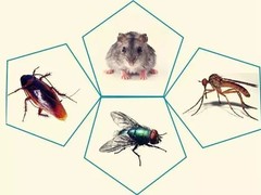 大连瑞德有害生物防治公司
