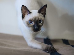 钟灵猫舍