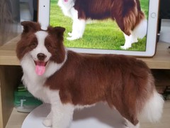 大连宠物标本制作