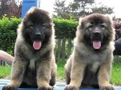 广东真顺犬业