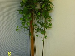温州园林养护