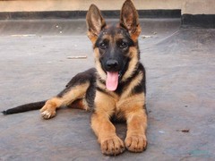 南昌比利时马林诺斯犬
