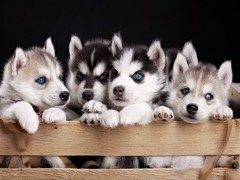 广东旺驰犬舍（cku认证犬舍）