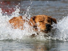 吉祥犬舍