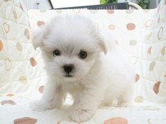 宿迁弗莱特寻回犬