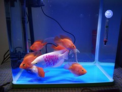 北京魚缸清洗