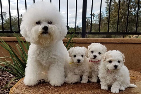 犬舍繁殖基地