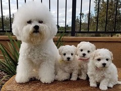 犬舍繁殖基地