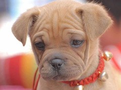 包头阿富汗猎犬领养