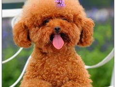 福州荷兰毛狮犬