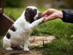 合肥训犬学校
