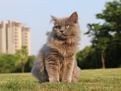 歆瑶猫舍