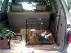 昆明宠物空运公司