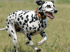 西宁迦南犬
