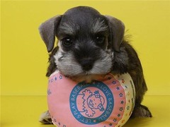 犬舍繁殖基地