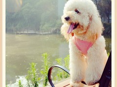 连云港波尔多犬