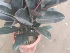 天津植物租摆