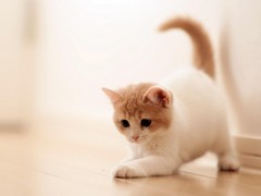 顺安猫舍
