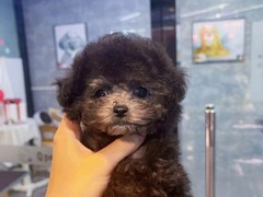 海口短脚长身梗