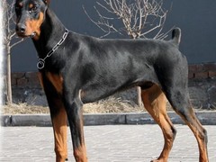 天津西藏猎犬