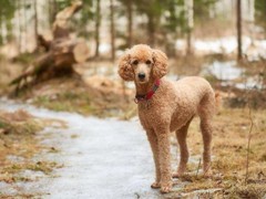 淮安美国猎狐犬