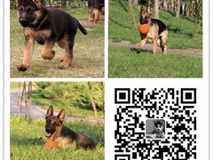天诚犬业