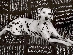 徐州比利时牧羊犬