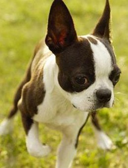 犬舍繁殖基地