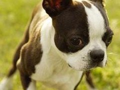 江门附近犬舍