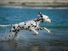 大连切萨皮克海湾寻回犬