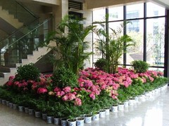 苏州绿植租赁