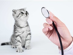 惠州宠物猫医院